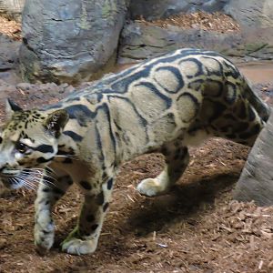 Clouded Leopard - Mingma