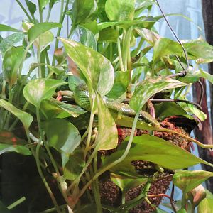 Red Tailed Green Ratsnake.