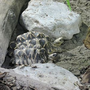 Burmese Star Tortiose