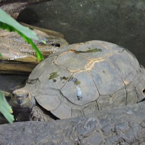 Asian Brown Tortoise