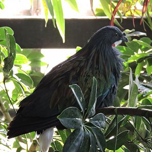 Nicobar Pigeon