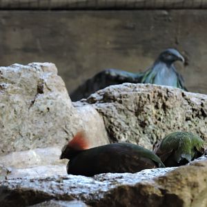 Nicobar Pigeon and Crested Wood Partidge