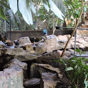 IndoMalayan bird group