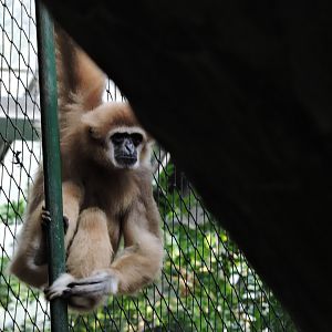 Gibbon - Lenny