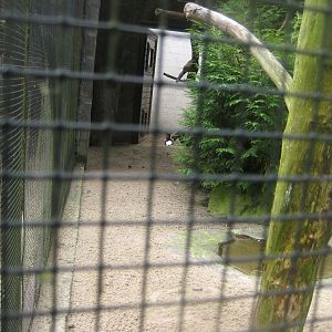 Vogelpark Niendorf - Mixed exotics #8