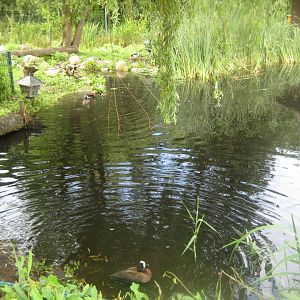 Vogelpark Niendorf - Duck pond