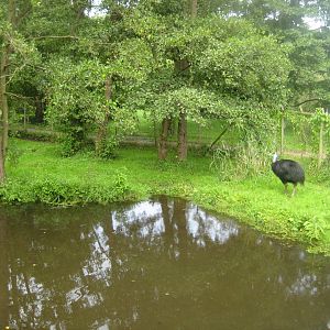 Vogelpark Niendorf - Cassowary exhibit