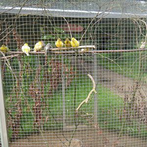 Vogelpark Niendorf - Canary aviary