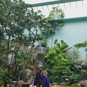 Clip- Family Aviary - Main Aviary