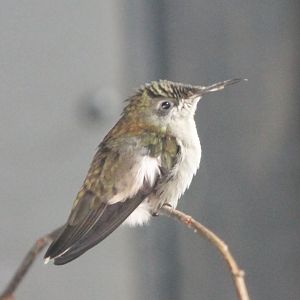 Fork-tailed woodnymph or Rufous-throated sapphire
