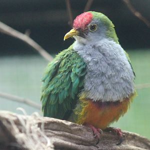 Beautiful fruit-dove - Ptilinopus pulchellus