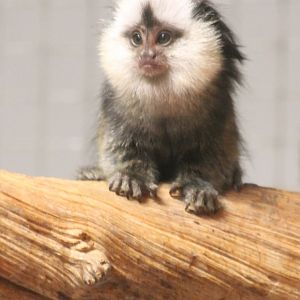 Young White-faced marmoset