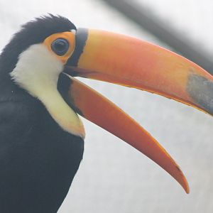 Toco toucan