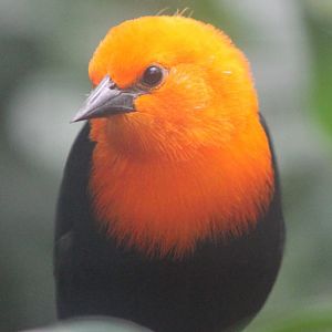 Scarlet-headed blackbird - Amblyrhamphus holosericeus