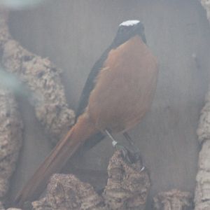 White-crowned robin-chat - Cossypha albicapilla