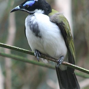 Blue-faced honey-eater
