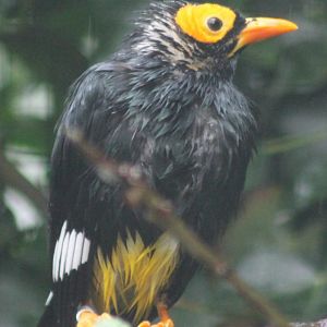 Yellow-faced myna - Mino dumontii