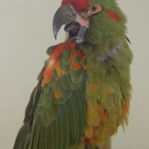 Red-fronted macaw