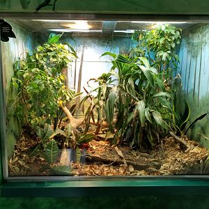 Oct. 2017 - Feathers and Scales - Dumeril's Boa Exhibit