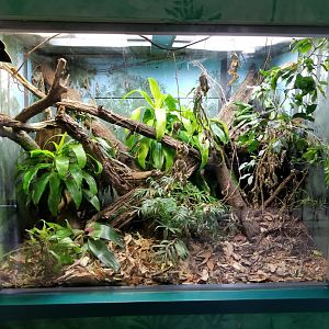 Oct. 2017 - Feathers and Scales - Black Tree Monitor Exhibit