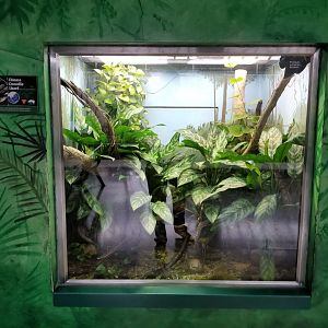 Oct. 2017 - Feathers and Scales - Chinese Crocodile Lizard Exhibit