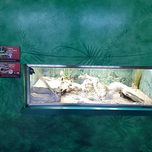 Oct. 2017 - Feathers and Scales - Sahara Spiny Tailed Lizard + Egpytian Tortoise Exhibit