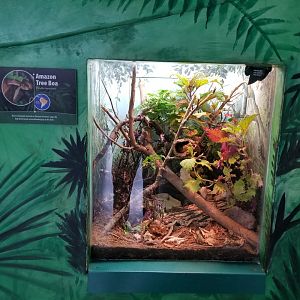 Oct. 2017 - Feathers and Scales - Amazon Tree Boa Exhibit
