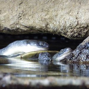 Roti Island Snake-necked Turtle