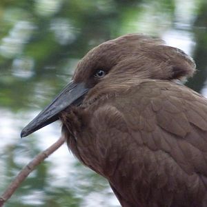 Hammerkop