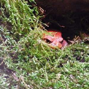 Samabava Tomato Frog