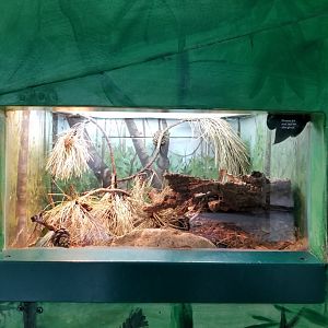 Oct. 2017 - Feathers and Scales - Arizona Mountain Kingsnake Exhibit