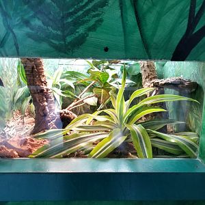 Oct. 2017 - Feathers and Scales - Halmahera Giant Gecko Exhibit