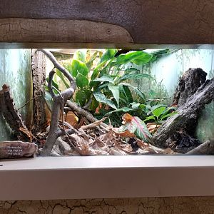 Oct. 2017 - Feathers and Scales - Turquoise Dwarf Gecko Exhibit