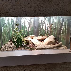 Oct. 2017 - Feathers and Scales - Taylor's Agama Exhibit