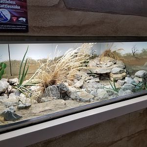 Oct. 2017 - Feathers and Scales - Catalina Island Rattleless Rattlesnake Exhibit