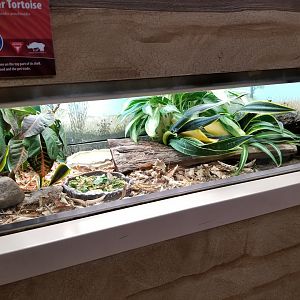 Oct. 2017 - Feathers and Scales - Spider Tortoise Exhibit
