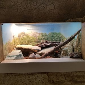 Oct. 2017 - Feathers and Scales - Knob-tailed Gecko Exhibit