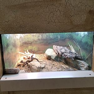 Oct. 2017 - Feathers and Scales - Rosy Boa Exhibit