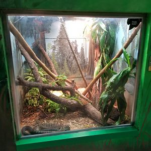 Oct. 2017 - Feathers and Scales - Jamaican Boa Exhibit
