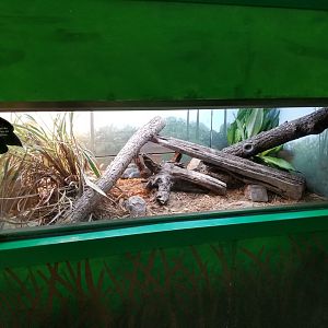 Oct. 2017 - Feathers and Scales - Eastern Indigo Snake Exhibit
