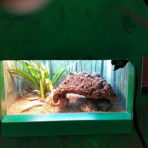 Oct. 2017 - Feathers and Scales - Leopard Tortoise Exhibit
