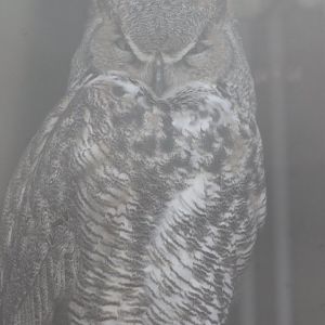 Great horned owl