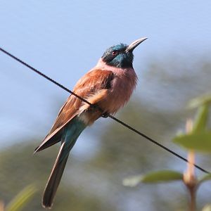Carmine bee-eater