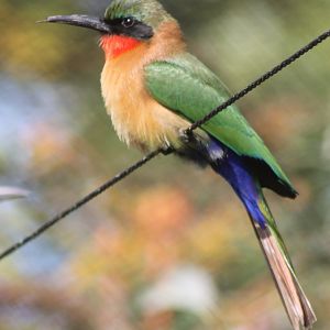 Red-throated bee-eater