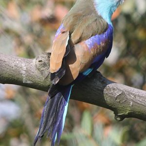 Racket-tailed roller