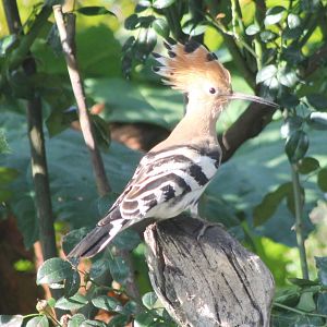 Hoopoe