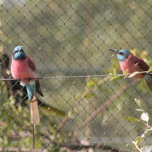 Carmine bee-eaters