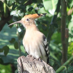 Hoopoe