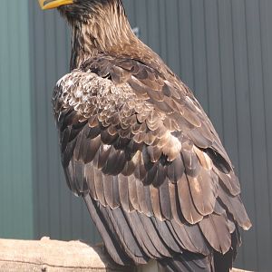 Steller sea-eagle