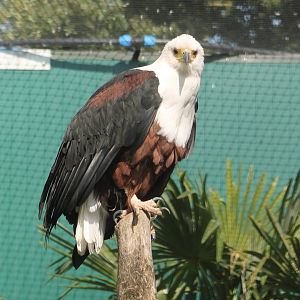 African fish eagle